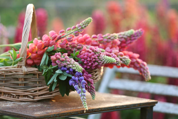 istock Lupines in the garden 1498741523