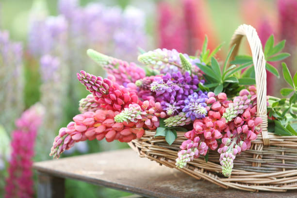 Lupines in the garden stock photo