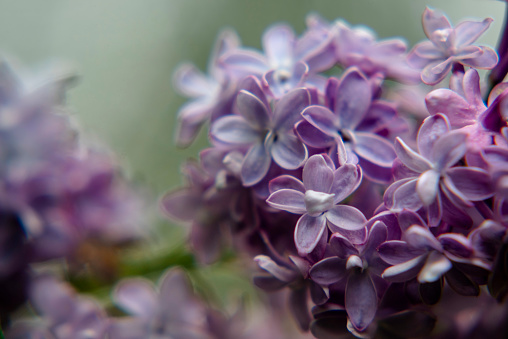 Close-up of a common lilac bloom
