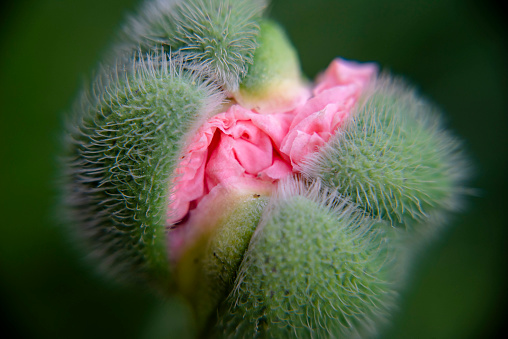 Pink oriental poppy about to open up