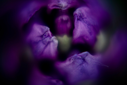 Purple Rhododendron Blossom