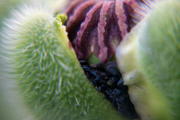 istock Papaver orientale, the Oriental poppy 1498742439