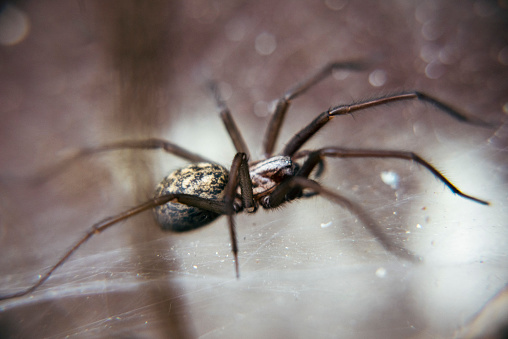 A creepy brown recluse spider lurks waiting for prey