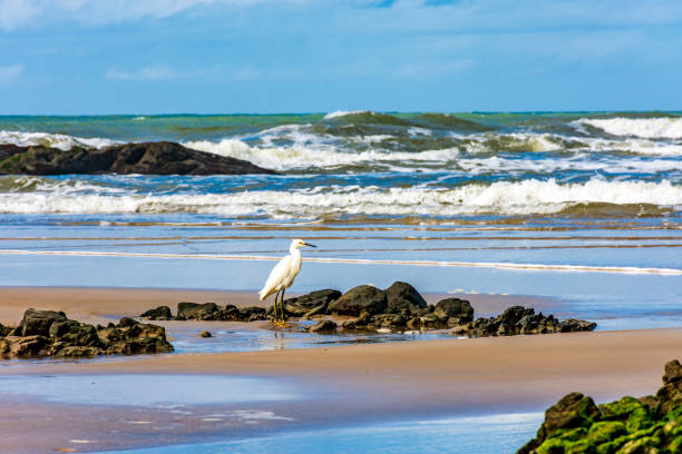 istock White egret perched on the beach with waves and rocks 1498744138