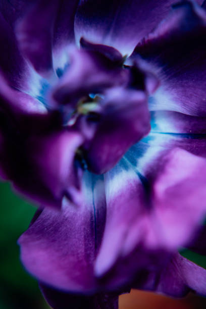 istock Tulips in a  garden 1498744175