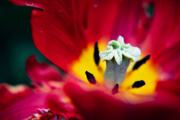 Parrot tulip close-up