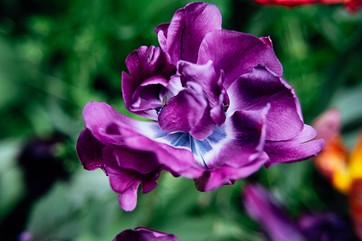 Dark purple tulip close-up