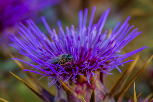A honeybee pollinates a purple flower in nature.