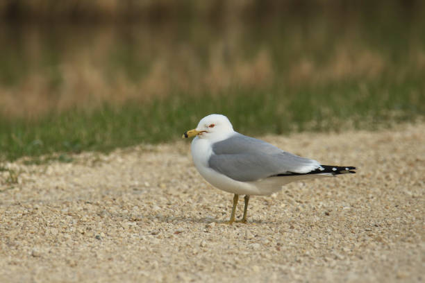 istock Ring-billed Gull (larus delawarensis) standing on a gravel road 1498745859