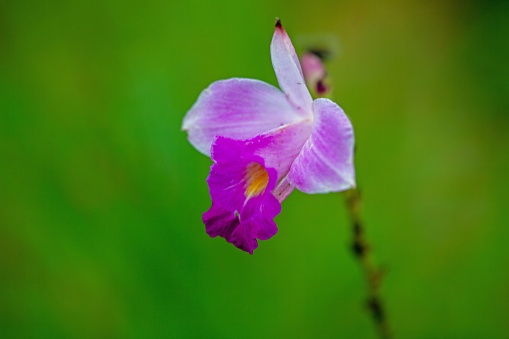 Blossom of a bamboo orchid, Arundina graminifolia
