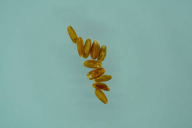 istock Green spelt is the grain of spelled 1498747376