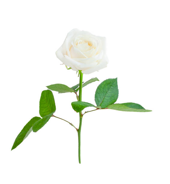 istock white rose flower isolated on a white background 1498747542