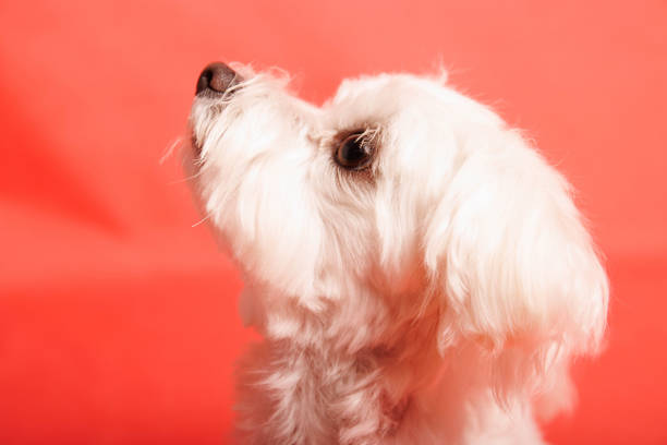 Maltese dog refers both to an ancient variety of dwarf canine from Italy and generally associated also with the island of Malta, and to a modern breed of dog in the toy group. The contemporary variety is genetically related to the Bichon, Bolognese, and Havanese breeds.