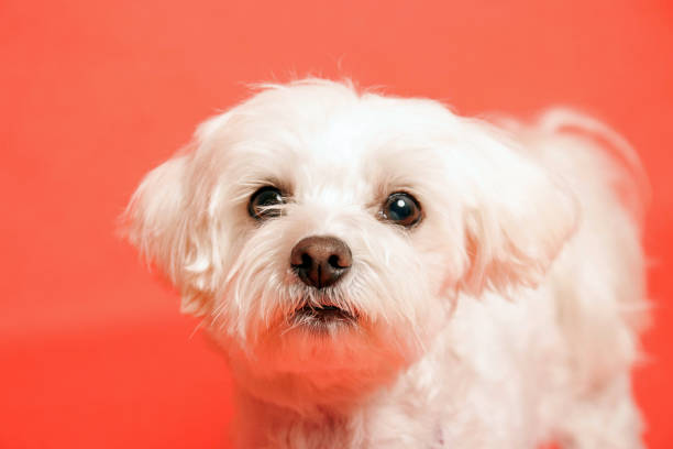 istock White Maltese dog photoshoot in studio 1498747571