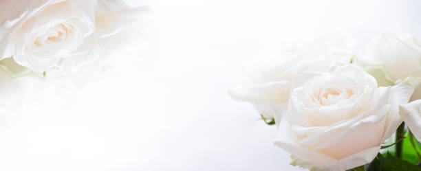 istock white roses on a white background in the corner, greeting card, wedding 1498747574