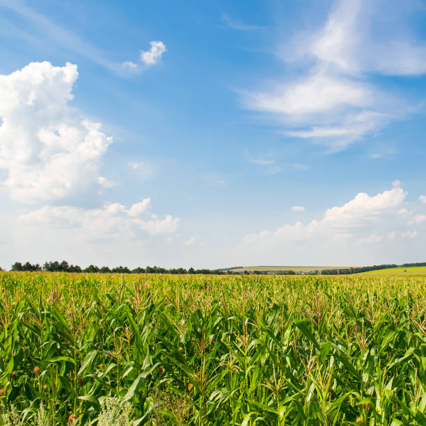 istock Green field of corn and blue sky. 1498747667