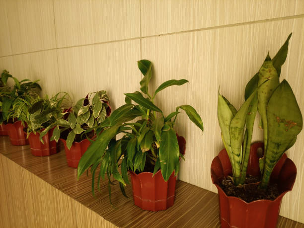 ornamental plants in pots