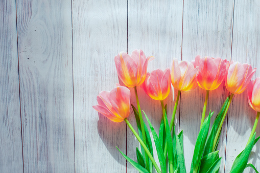 tulips lie in a row on a wooden background, spring, women's day, mother's day. early spring. High quality photo