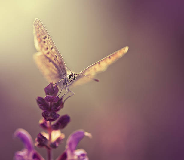 Butterfly on wildflower