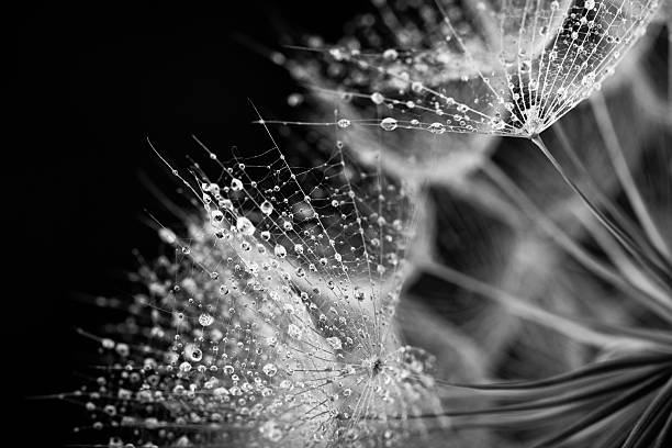 semente de dente-de-leão com água gotas - white black flower inside of - fotografias e filmes do acervo