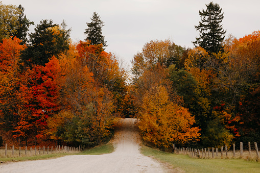 A beautiful scenic shot of a country road passing through colourful trees in the fall.