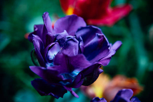 istock Tulips in a  garden 1498748742