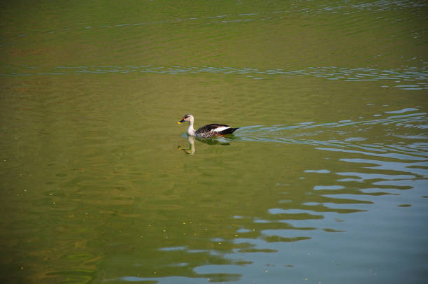 Indian spot-billed duck