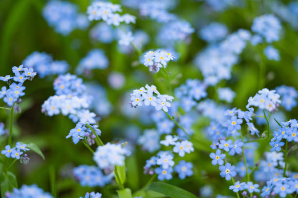 istock delicate forget-me-not flowers growing in a flower bed 1498749183