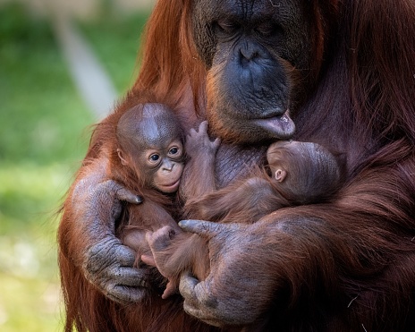 A loving mother orangutan embraces her babies.