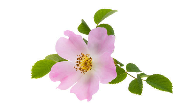 istock rosehip flower isolated 1498750584