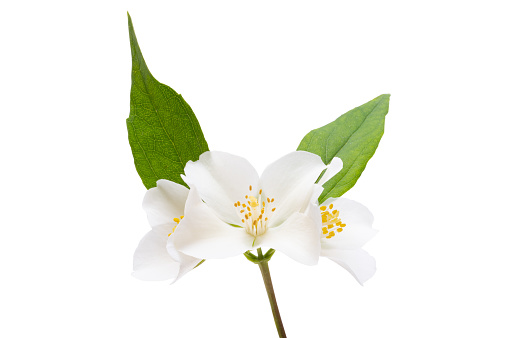 jasmine flower isolated on white background