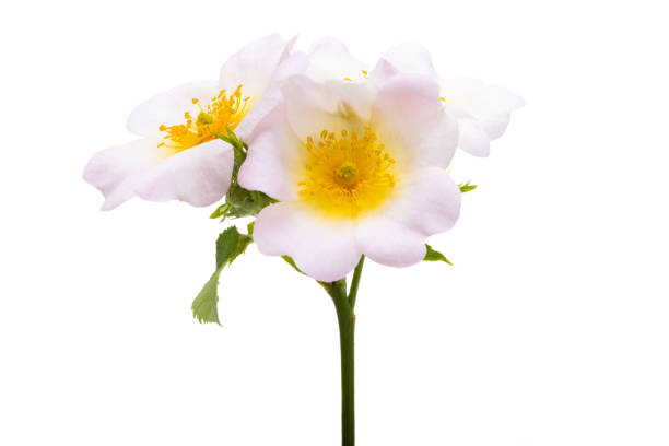 rosehip flower isolated on white background