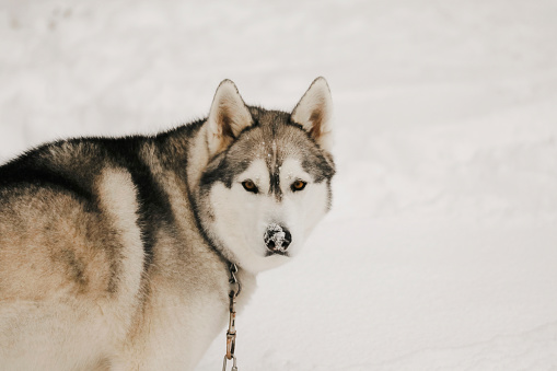 A close up shot of a beautiful, six~ year~ old husky, looking unimpressed with the snow.