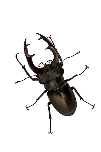 Stag beetle isolated on white background (Lucanus Cervus).