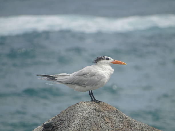 istock Seagull standing on a stone in front of the sea 1498752177