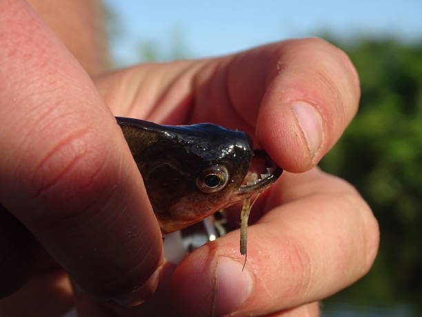 istock Hand holding a piranha, showing its teeth 1498752179