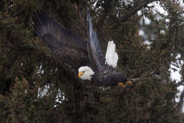 istock Bald Eagles at Eleven Mile Canyon 1498752353