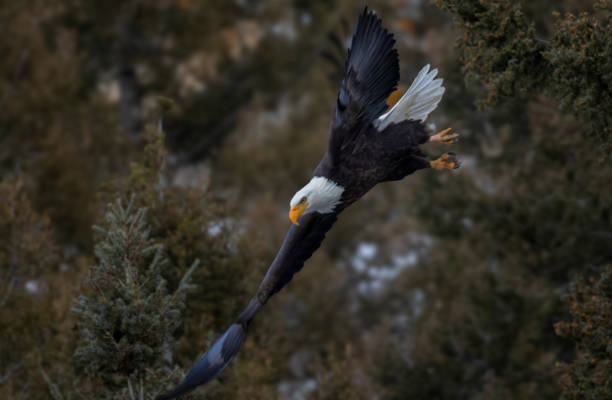 istock Bald Eagles at Eleven Mile Canyon 1498752375