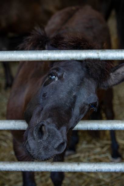 istock New-Born Foal Sticking Nose Through Fence. 1498752497