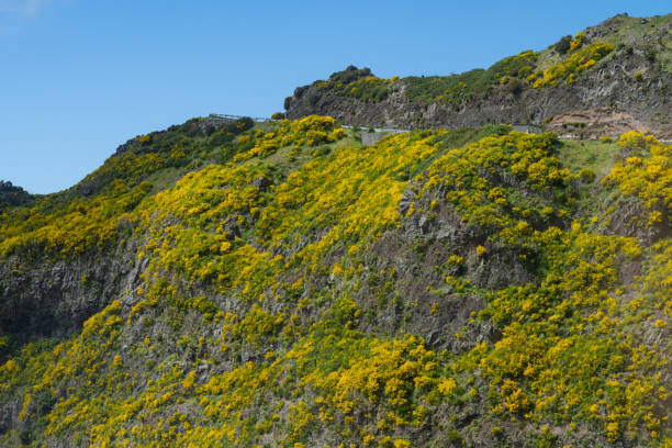 istock beautiful landscape in Madeira island 1498753606