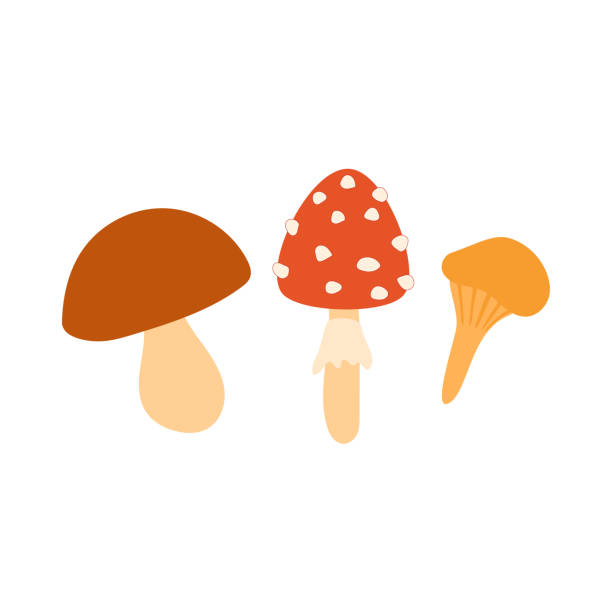 Flat mushrooms are isolated on a white background. Three wild mushrooms, amanita, boletus and chanterelle. Mushroom picking, autumn time. Flat mushrooms are isolated on a white background. little grebe (tachybaptus ruficollis) stock illustrations