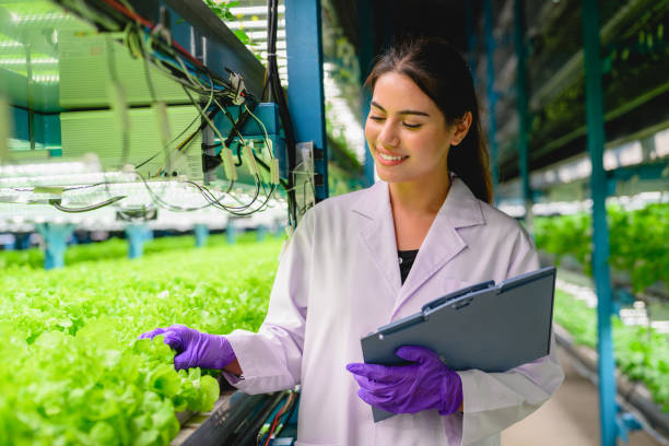 istock Biologist checking and recording growing of hydroponic vegetable 1498754016