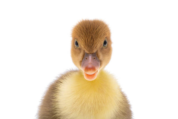 little ducklings isolated on white background