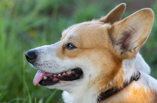 istock welsh corgi portrait in nature in spring 1498754438