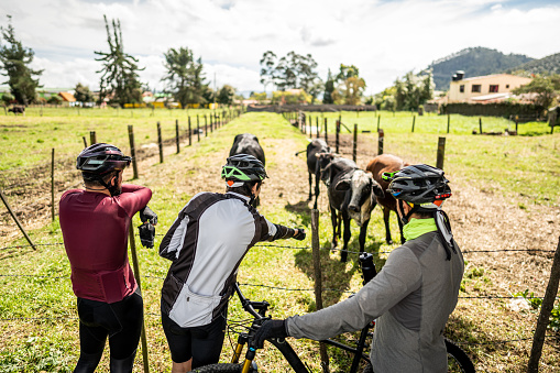 Rear view of cyclist men playing with the cows in a farm