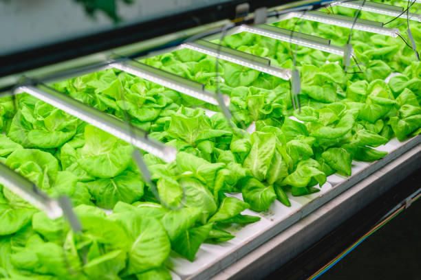 istock Vegetables growing in indoor farm, Hydroponic vegetable farm 1498754755