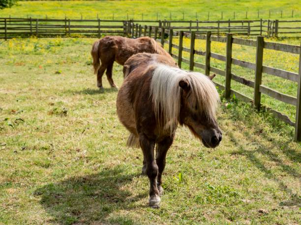 istock Two Shetland Ponies In Buttercup Field. 1498756381