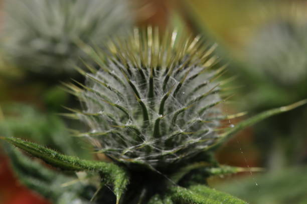 istock A macro shot of a Scottish thistle covered in webs 1498758356