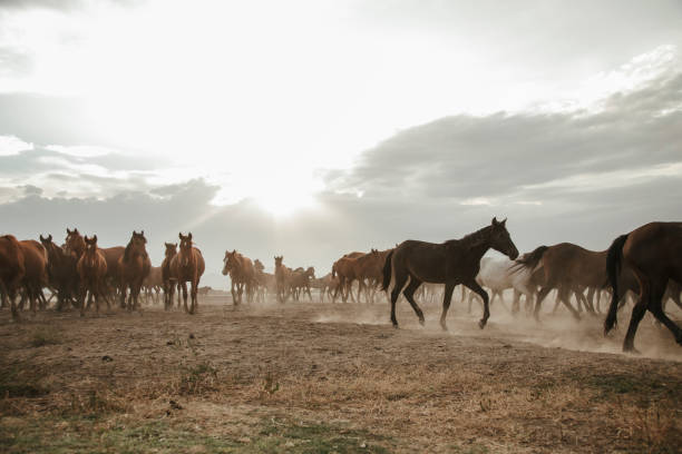 istock a group of horses galloping freely 1498761866