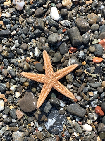 Group of Glittering Starfish on sandy beach in a beautiful sunny day. The starfishes are sunbathing on the beach sand in front of the ocean.